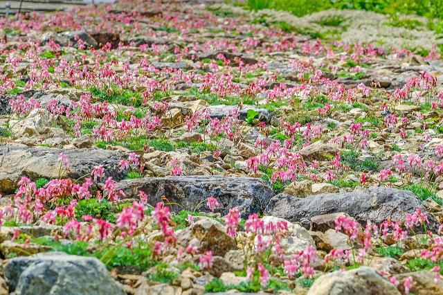 高山の花エリア（コマクサ）