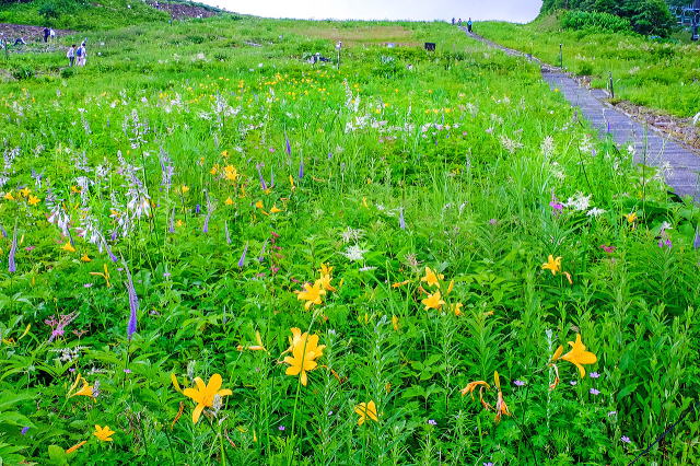 山の花エリア