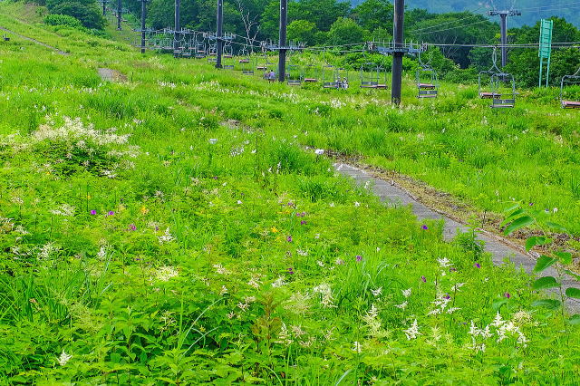 草原の花エリア