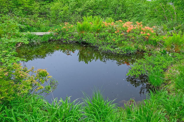 地蔵の沼