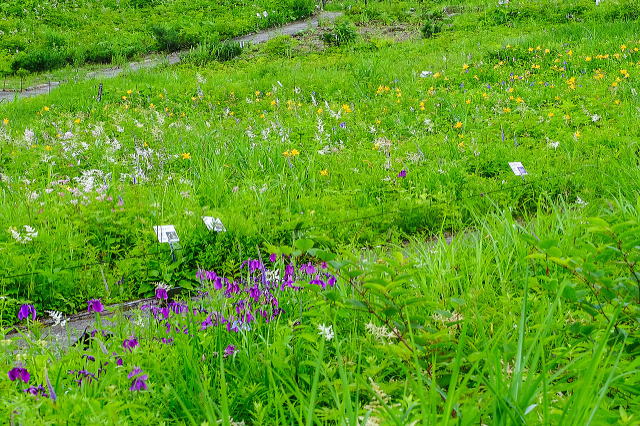 草原の花エリア