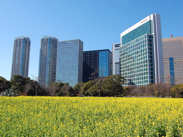 お花畑（ナノハナ）
