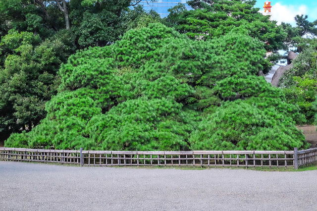 三百年の松