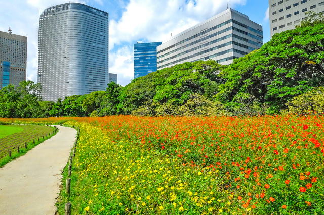 お花畑（キバナコスモス）