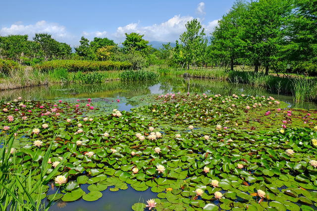 花菜ガーデンの尾根見の池