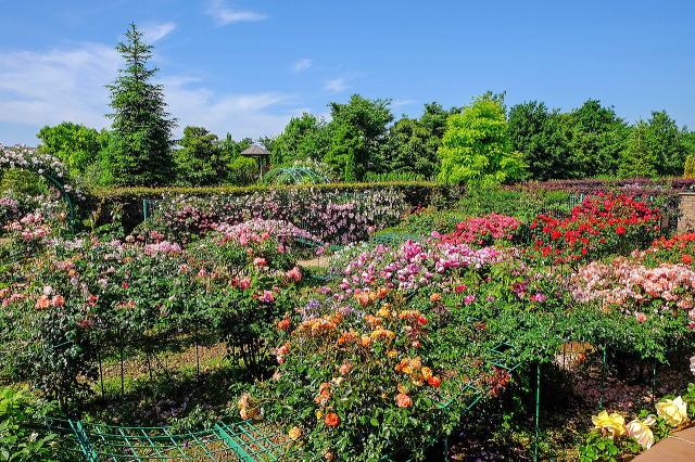 花菜ガーデンのバラ