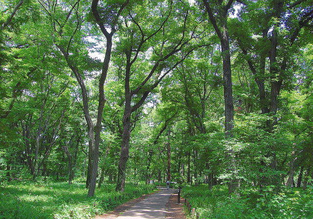 神代植物公園の雑木林