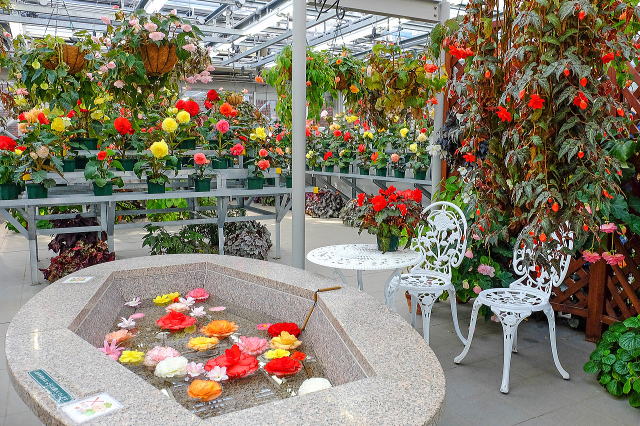 神代植物公園のベゴニア室