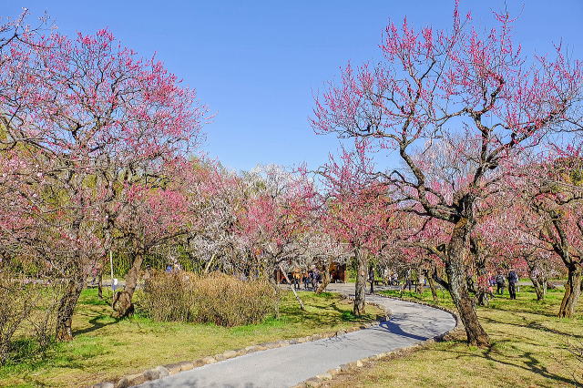 神代植物公園のうめ園