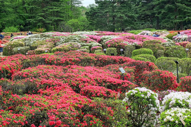 神代植物公園のつつじ園