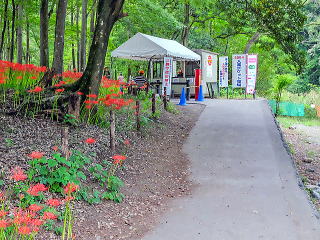 巾着田曼殊沙華公園出入口