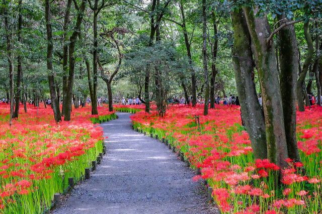 巾着田曼殊沙華公園の園路