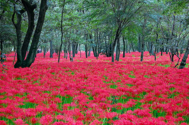 上流エリア（中間地点）の群生地