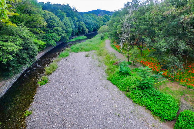 橋から高麗川を見下ろす