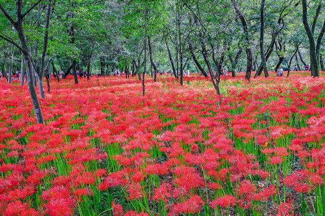 上流エリア（早咲き地点）の群生地（広角）