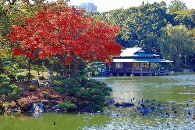 中の島のハゼノキの紅葉