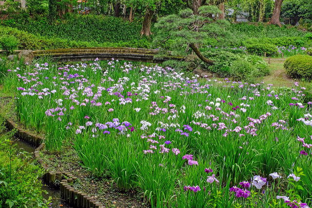 花菖蒲田