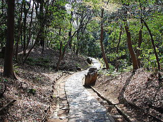 木曾川付近の樹林
