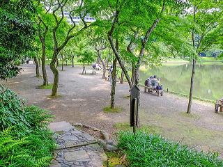 紅葉林の広場