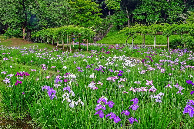 花菖蒲田