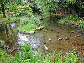 水の苑緑地（夏）