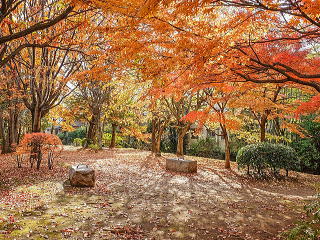 水の苑緑地（紅葉）