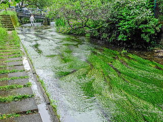 ミシマバイカモ群生地