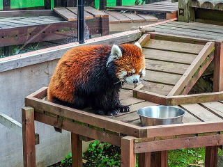レッサーパンダ