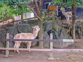 アルパカ