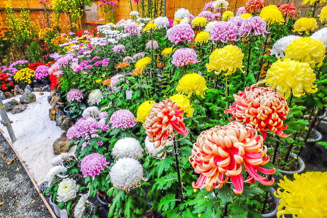 菊まつり（競技会展示）