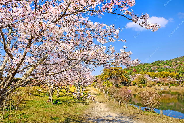 池の南側にある桜並木