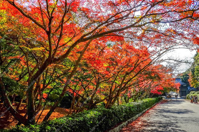 門から邸宅に続く導入路（紅葉）