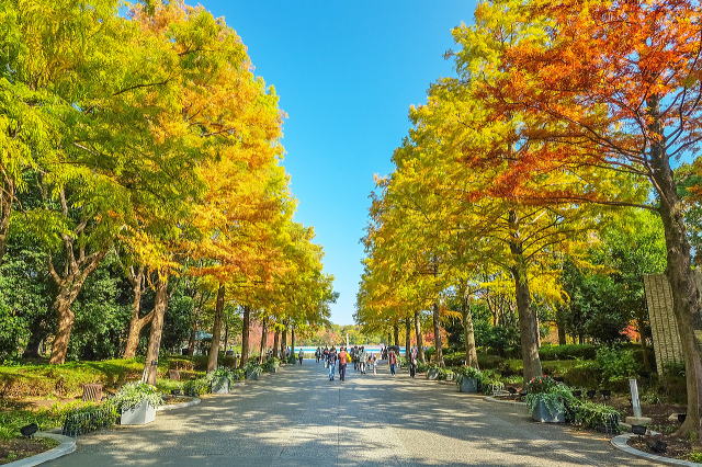 ラクウショウの並木（紅葉）