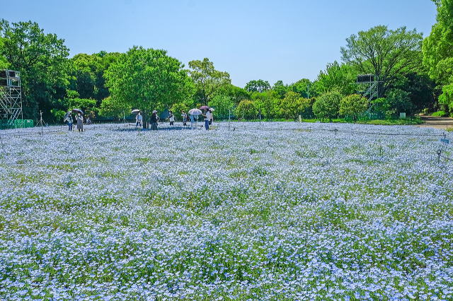 ライフガーデンのネモフィラ
