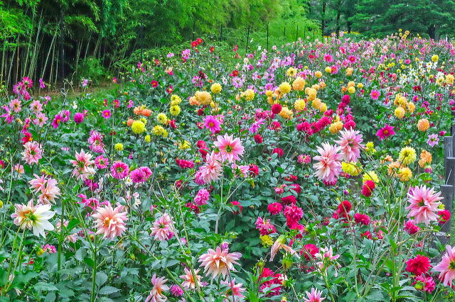 ダリアの花畑