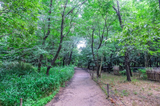 二次林（長居の里山）