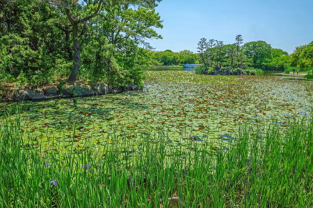 大池の北側にある水生植物群落