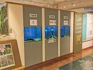 ネイチャースクエア・大阪の自然誌（淀川の魚）