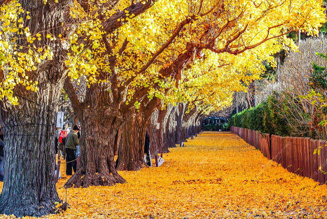 �O���̂����傤����