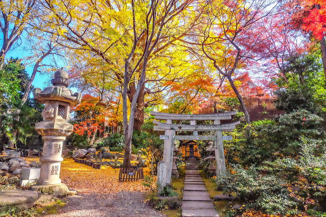 �V�_�̔�~�K�̃C�`���E�̉��t