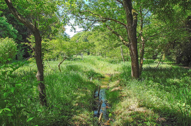 林と、水の流れ