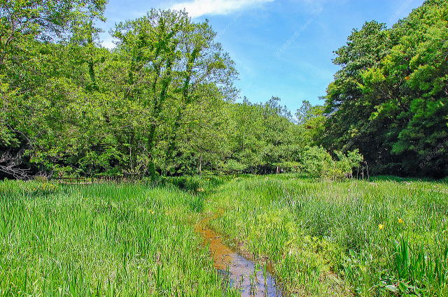 徐々に湿地ぽくなってきました