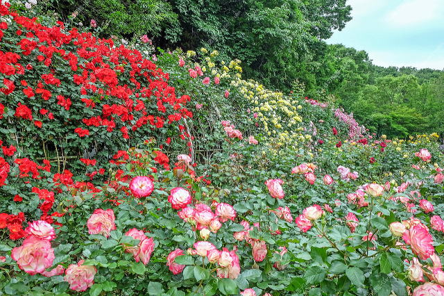 バラ園（つるバラ）