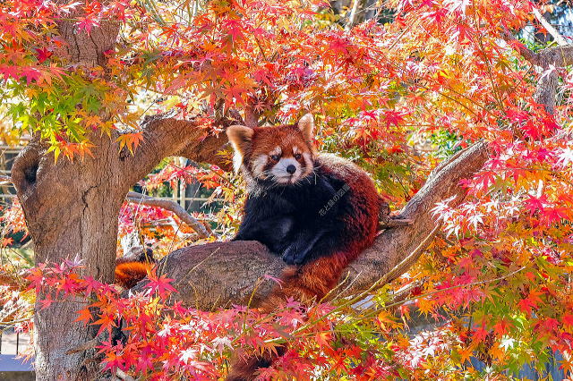 レッサーパンダと紅葉