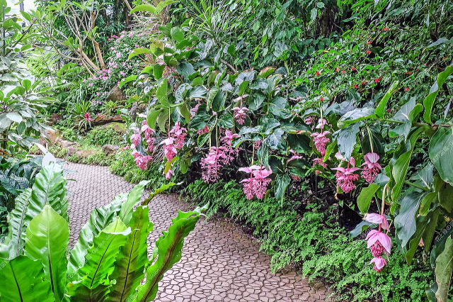 観賞植物園（大温室）