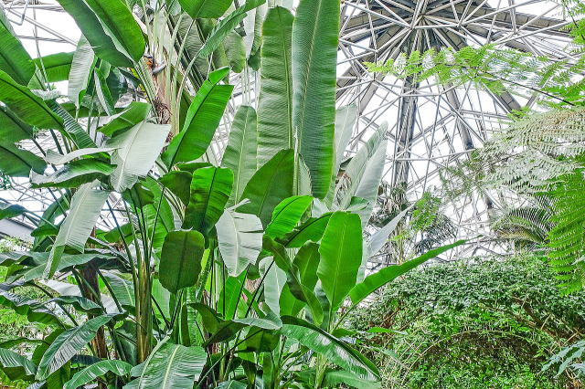 観賞植物園（大温室）