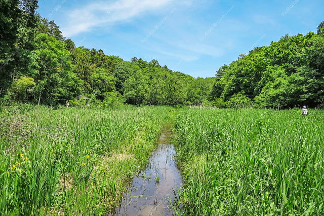 自然観察園の初夏