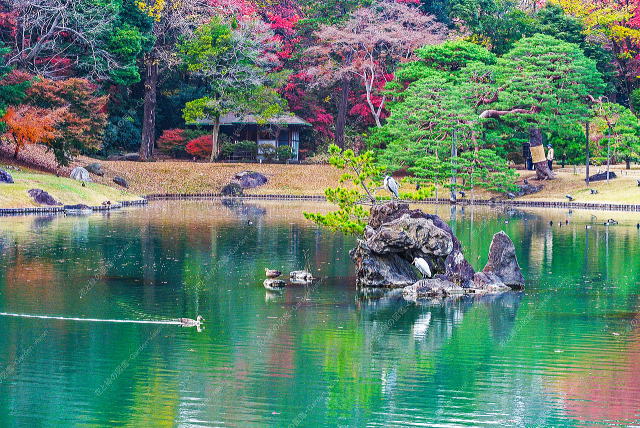 �H�����ɏW��������