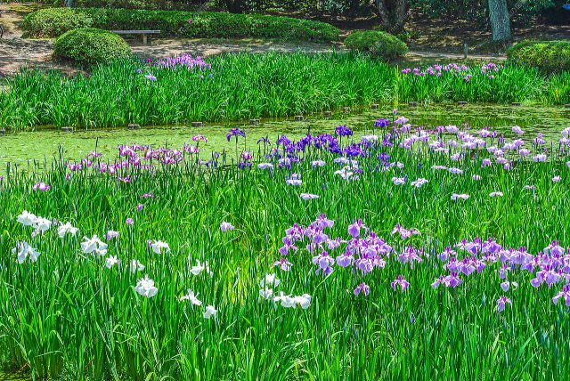 花しょうぶ園