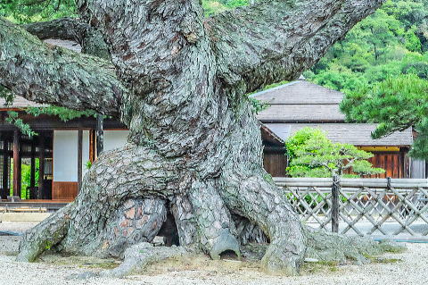 クロマツ特有の亀甲模様